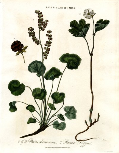 Rubus e Rumex: Amora-da-terra e azeda da montanha de John Pass