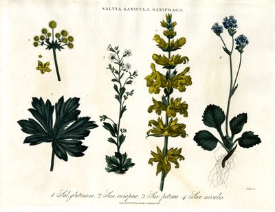 Sage;Sanicle e Saxifrage Espécies de John Pass