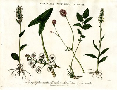 Sagittaria; Sanguisorba e Satyrium: Representação Botânica de Várias Espécies de Plantas de John Pass