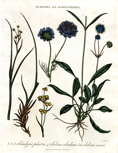 Scabiosa e Scheuchzeria de John Pass