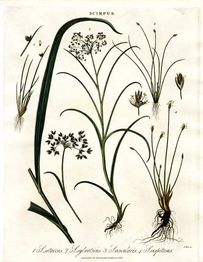 Espécies de Scirpus de John Pass
