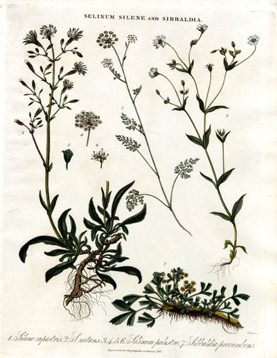Selinum; Silene e Sibbaldia de John Pass