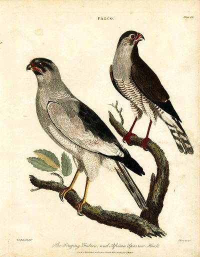 Falcão-cantor e Gavião-africano de John Pass