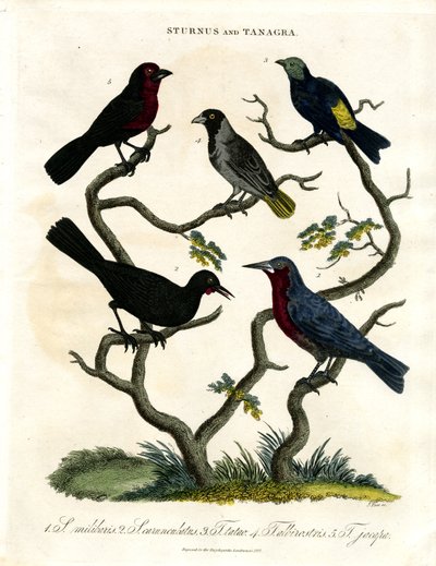 Sturnus e Tanagra (Estorninhos e Tanagers) de John Pass