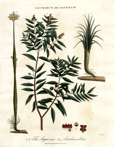 Cana-de-açúcar e sândalo de John Pass