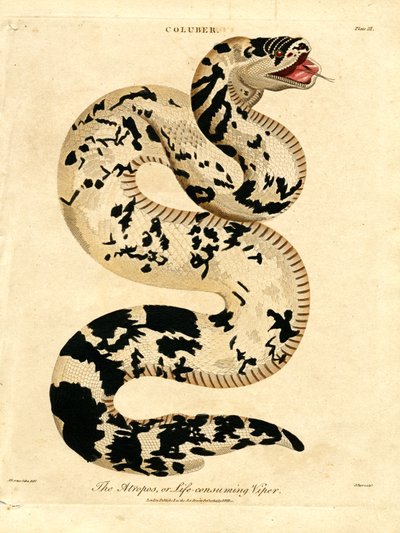 A víbora Atropos; ou Víbora que consome a vida de John Pass
