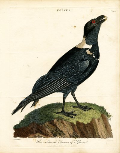 O corvo de coleira de África de John Pass