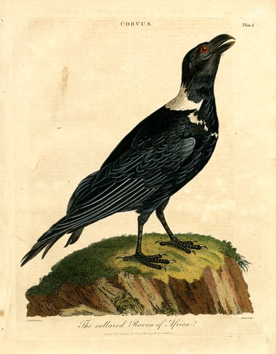 O corvo de coleira de África de John Pass