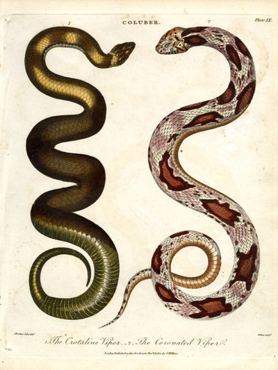 A Víbora de Crotaline e a Víbora Coronada de John Pass