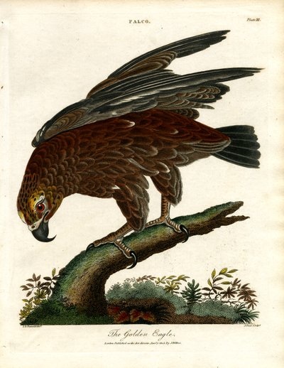 A Águia de Ouro de John Pass