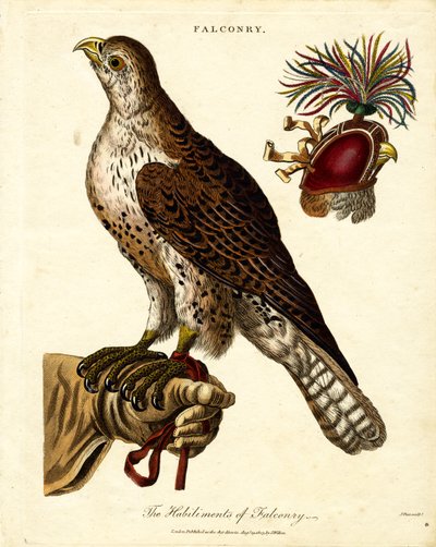 As Habilitações de Falcoaria de John Pass