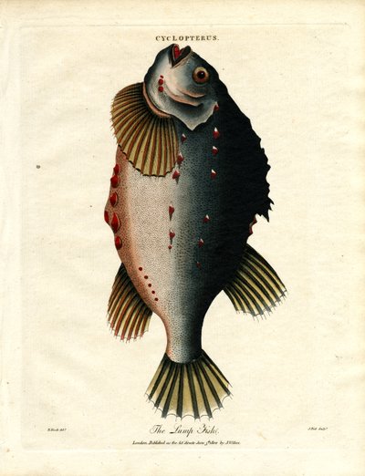 O peixe-lapa de John Pass