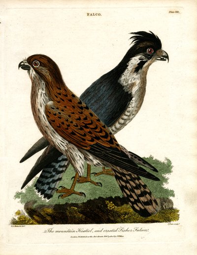 Peneireiro-das-torres e Falcão-pescador-de-crista de John Pass