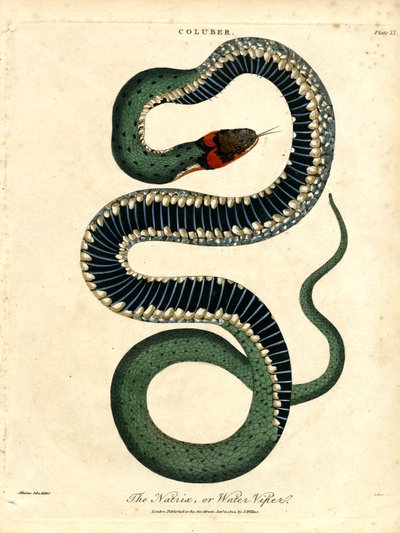 O Natrix; ou víbora aquática de John Pass