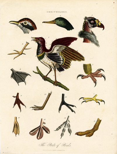 As partes das aves (Ornitologia) de John Pass