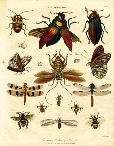 As sete ordens de insectos de John Pass