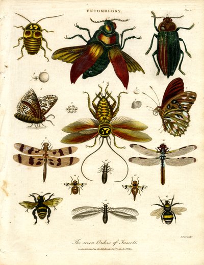 As sete ordens de insectos de John Pass