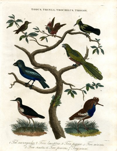 Todus;Tringa;Trochilus e Trogon de John Pass