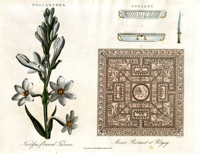 Tuberosa e mosaico romano de John Pass