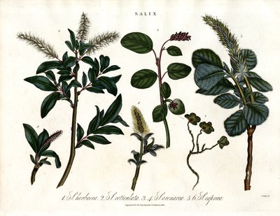 Várias espécies de salgueiros (Salix) de John Pass