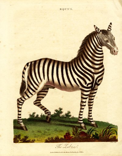 Zebra (Equus) de John Pass