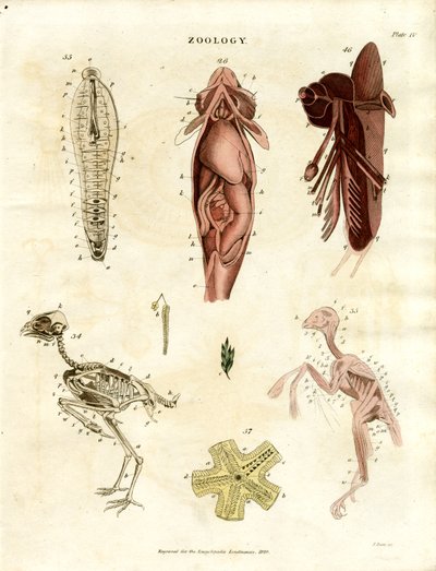 Ilustrações anatómicas zoológicas (placa XV) de John Pass