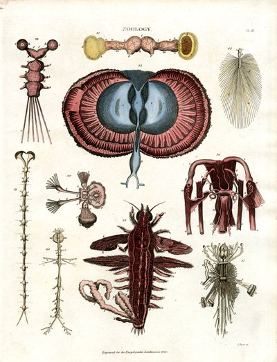 Zoologia Pl. III: Ilustrações Anatómicas de Vários Animais Invertebrados de John Pass