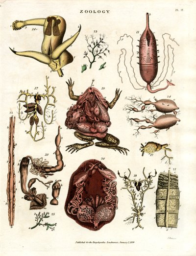 Zoologia Pl. II: Ilustrações Anatómicas de Vários Animais e Órgãos de John Pass