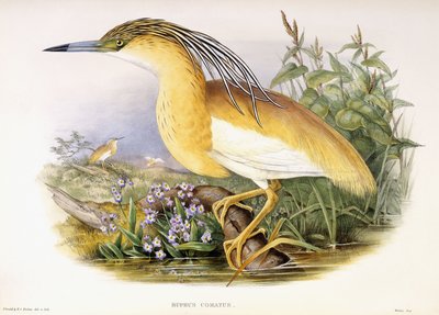 Buphus Comatus, c.1862-3 (placa litografada colorida à mão) de John and Richter Henry Constantine Gould