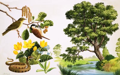 O amieiro e o que se pode encontrar à sua volta de John Rignall