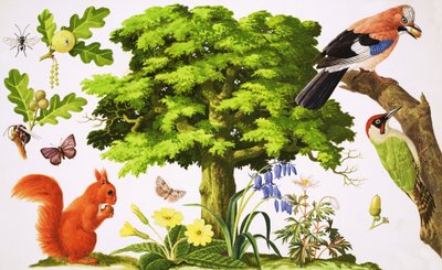 O carvalho maravilhoso de John Rignall