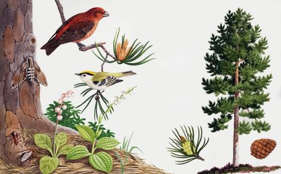 O pinheiro e os seus habitantes de John Rignall