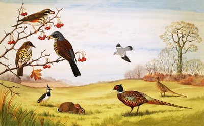 Montagem de aves do campo não identificadas, incluindo faisão de John Rignall