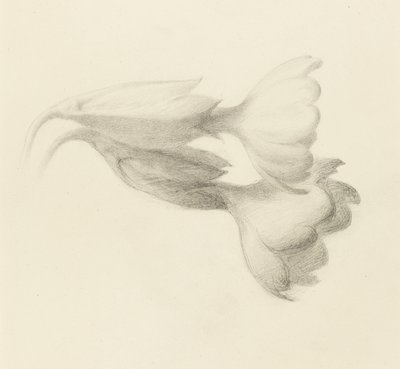 Cowslip Bells, provavelmente 1871 (grafite sobre papel tecido) de John Ruskin