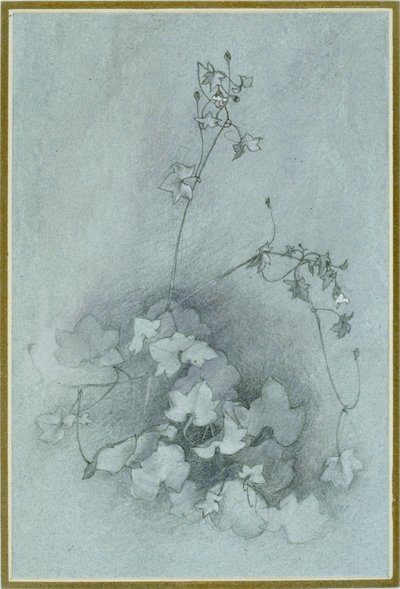 Toadflax com folhas de hera 