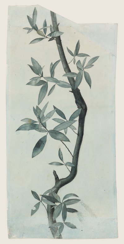 Estudo de folhas de salgueiro, c.1857 (lápis e aguarela sobre papel) de John Ruskin