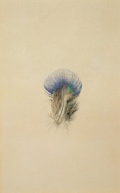 Estudo de uma pena de pavão, 1873 de John Ruskin