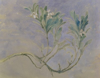 Estudo de um Raminho de uma Murta, c.1877 (caneta & tinta marrom & wc sobre lápis elevado com branco sobre papel) de John Ruskin