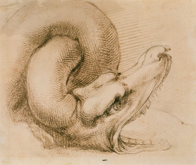 Estudo de uma cabeça de dragão depois de Michelangelo (tinta no papel) de John Ruskin