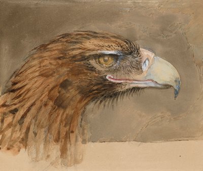 A Cabeça de uma Águia Dourada comum, da Vida, 8-11 de setembro de 1870 de John Ruskin