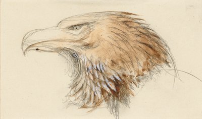 A cabeça de uma águia dourada comum, da vida, 8 - 11 de setembro de 1870. de John Ruskin