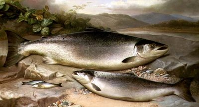Peixes Natureza Morta de John Russell