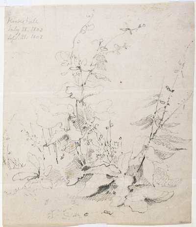 Estudo de Ervas Daninhas, Kirkstall de John Sell Cotman