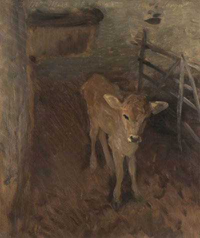 Um bezerro de Jersey, 1893 de John Singer Sargent