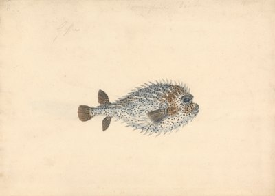 Um Peixe Porcupino de John Smart