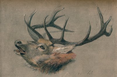 "Study of a Stag