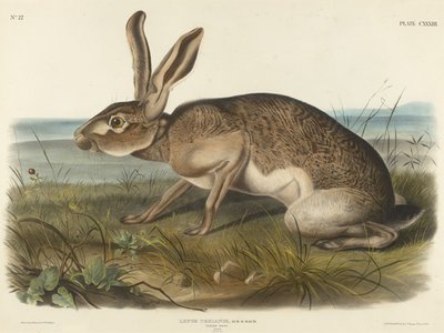 Lebre Texiana, 1848 (litografia colorida à mão em papel de capa) de John T. Bowen