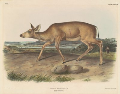 Cervo-de-cauda-preta de John T. Bowen, after John James Audubon