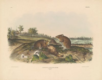 Rato de Algodão de John T. Bowen, after John James Audubon