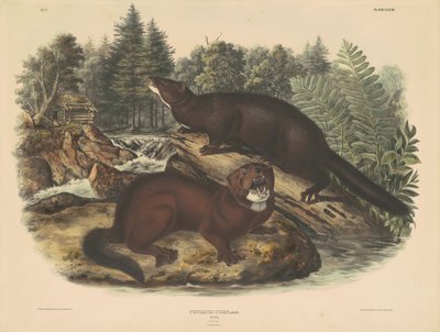 Vison de John T. Bowen, after John James Audubon
